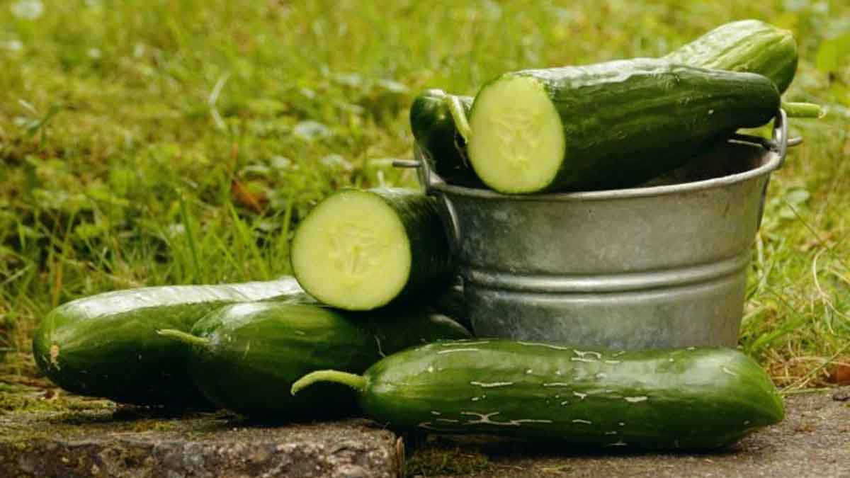 Les bienfaits incroyables de l’eau de concombre sur la santé